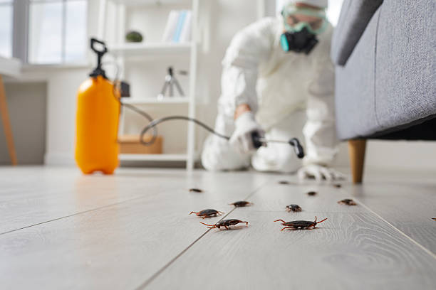 Commercial Kitchen Cockroach Control in Omao
